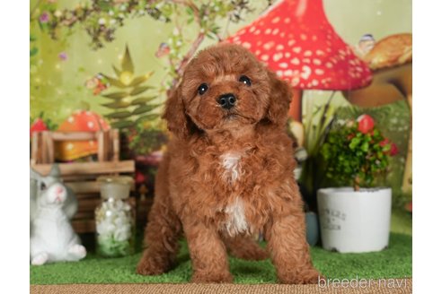 成約済の茨城県のトイプードル-299844の3枚目