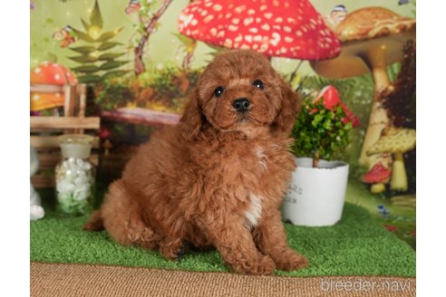 成約済の茨城県のトイプードル-299844の5枚目