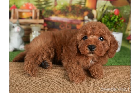 成約済の茨城県のトイプードル-299844の6枚目