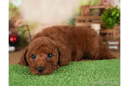 成約済の茨城県のトイプードル-299845の6枚目