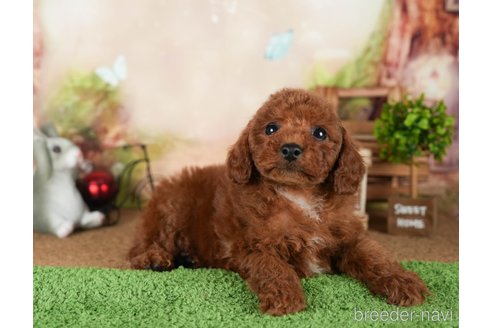 成約済の茨城県のトイプードル-299845の4枚目