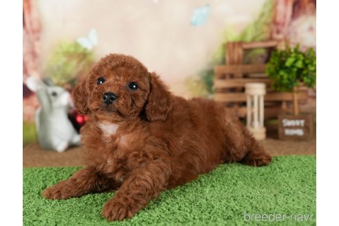 成約済の茨城県のトイプードル-299845の2枚目