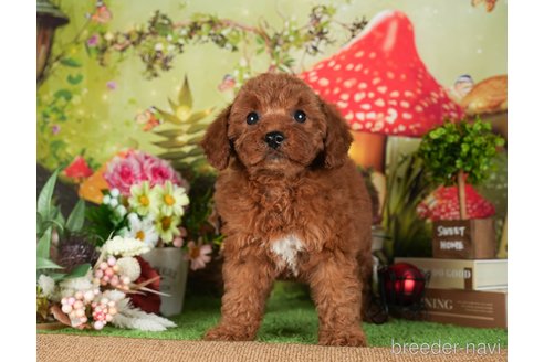 成約済の茨城県のトイプードル-299846の3枚目