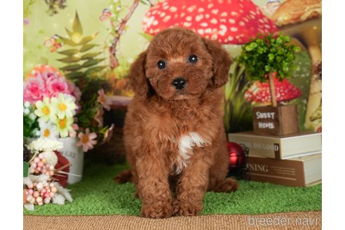 成約済の茨城県のトイプードル-299846の4枚目