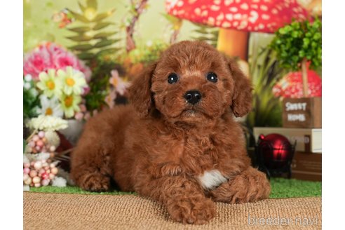 成約済の茨城県のトイプードル-299846の6枚目