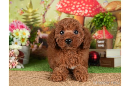 成約済の茨城県のトイプードル-299846の1枚目