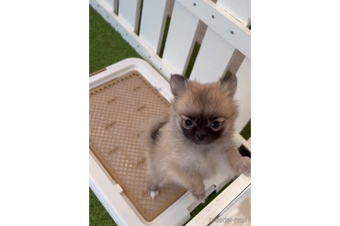 成約済の福岡県のポメチワ:ポメラニアン×チワワ-292999の14枚目