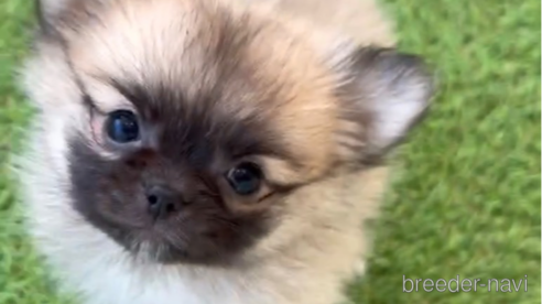 成約済の福岡県のポメチワ:ポメラニアン×チワワ-292999の13枚目