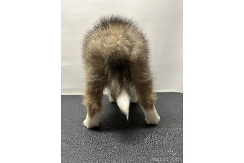 成約済の岡山県のシェットランドシープドッグ(シェルティ)-298208の5枚目