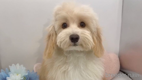 成約済の東京都のミックス犬-271813の14枚目