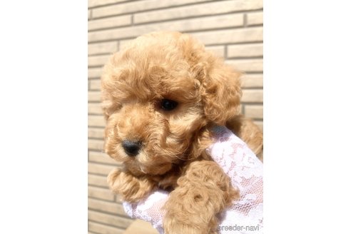 成約済の埼玉県のタイニープードル-299892の3枚目