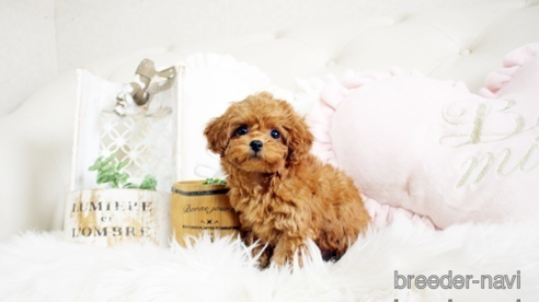 成約済の佐賀県のトイプードル-299894の1枚目