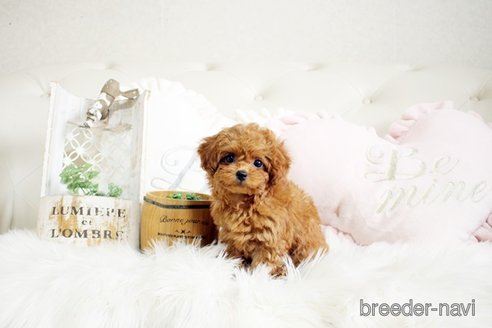 成約済の佐賀県のトイプードル-299894の5枚目