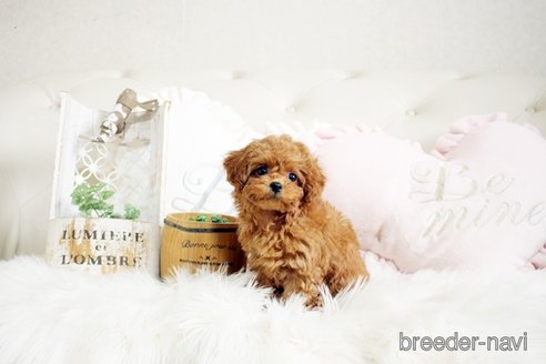 成約済の佐賀県のトイプードル-299894の4枚目