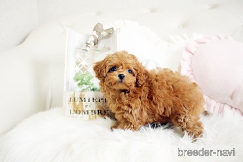 成約済の佐賀県のトイプードル-299894の3枚目