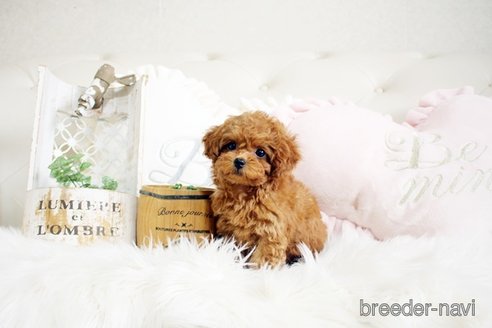 成約済の佐賀県のトイプードル-299894の2枚目