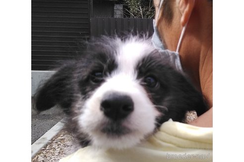 成約済の群馬県のミックス犬-292215の6枚目