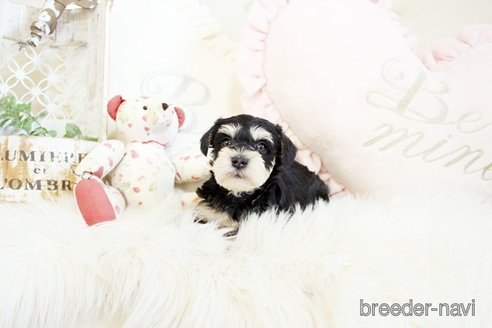 成約済の佐賀県のミニチュアシュナウザー-299902の5枚目