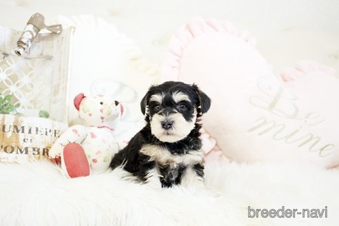 成約済の佐賀県のミニチュアシュナウザー-299902の4枚目