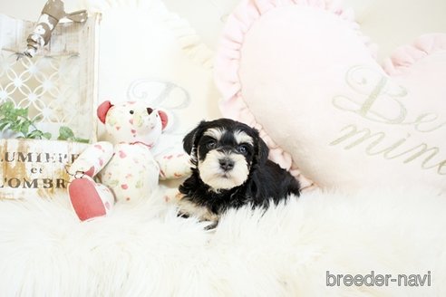 成約済の佐賀県のミニチュアシュナウザー-299902の3枚目