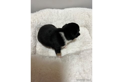 成約済の千葉県のチワワ(スムースコート)-297357の84枚目