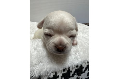 成約済の千葉県のチワワ(スムースコート)-297354の83枚目