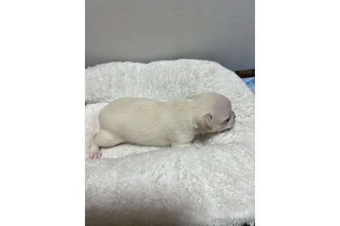 成約済の千葉県のチワワ(スムースコート)-297354の82枚目