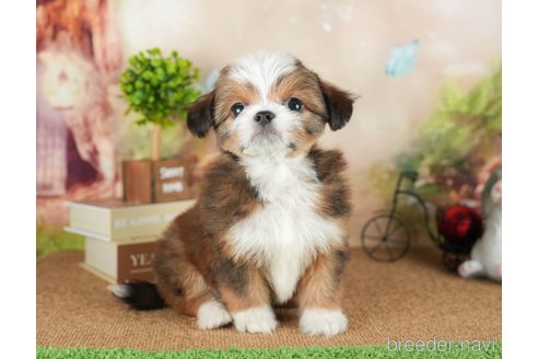 価格の安い(20万円〜30万円)チワズー:チワワ×シーズーの子犬を探す（9