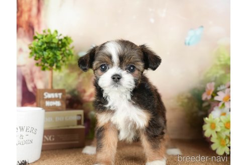 成約済の茨城県のチワズー:チワワ×シーズー-299934の6枚目