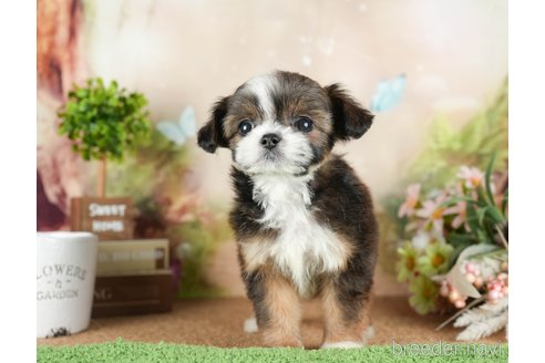 成約済の茨城県のチワズー:チワワ×シーズー-299934の7枚目