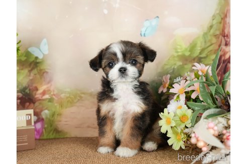 成約済の茨城県のチワズー:チワワ×シーズー-299934の8枚目