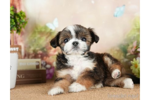 成約済の茨城県のチワズー:チワワ×シーズー-299934の1枚目