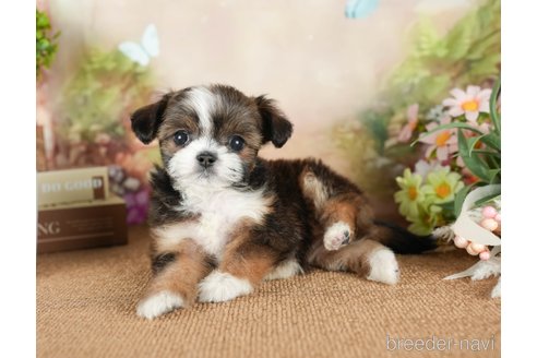 成約済の茨城県のチワズー:チワワ×シーズー-299934の3枚目