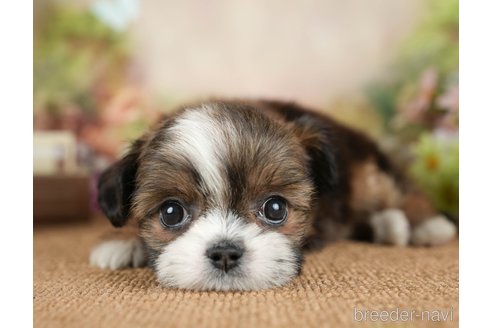 成約済の茨城県のチワズー:チワワ×シーズー-299934の4枚目