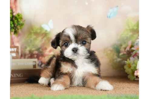 成約済の茨城県のチワズー:チワワ×シーズー-299934の5枚目