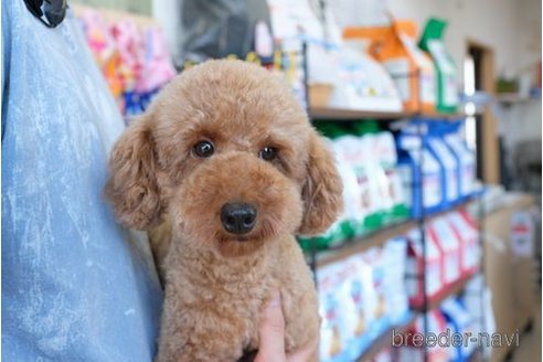 成約済の滋賀県のトイプードル-291444の2枚目