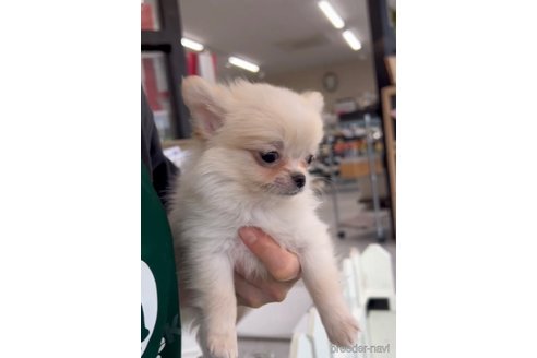 成約済の福岡県のポメチワ:ポメラニアン×チワワ-292996の2枚目