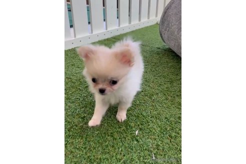 成約済の福岡県のポメチワ:ポメラニアン×チワワ-292996の3枚目