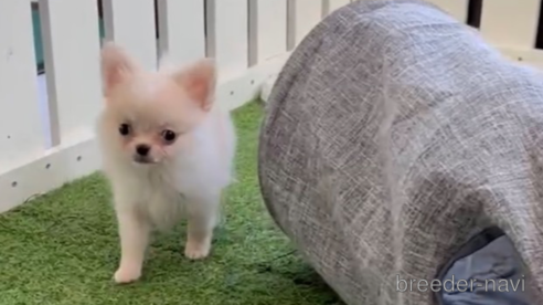 成約済の福岡県のポメチワ:ポメラニアン×チワワ-292996の1枚目