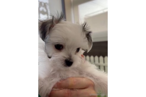 成約済の福岡県のチワマル:チワワ×マルチーズ-290892の4枚目