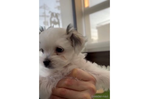 成約済の福岡県のチワマル:チワワ×マルチーズ-290892の5枚目
