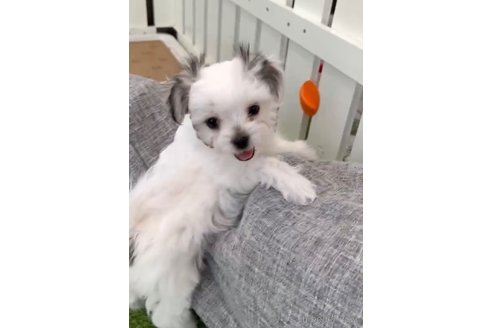 成約済の福岡県のチワマル:チワワ×マルチーズ-290892の6枚目