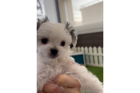 成約済の福岡県のチワマル:チワワ×マルチーズ-290892の7枚目