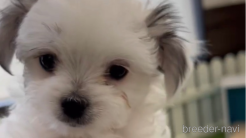 成約済の福岡県のチワマル:チワワ×マルチーズ-290892の3枚目