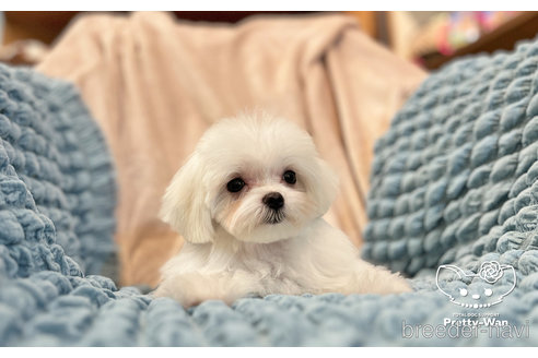 成約済の愛知県のマルチーズ-283330の2枚目