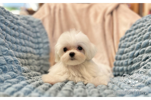 成約済の愛知県のマルチーズ-283330の3枚目