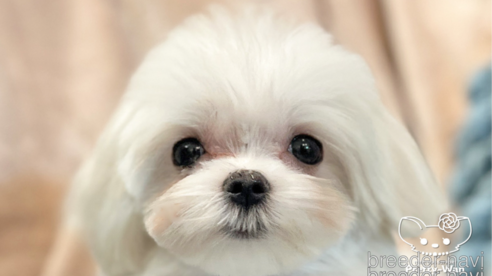 子犬