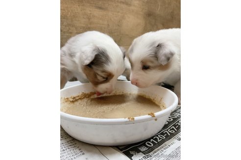 成約済の長野県のオーストラリアンシェパード-297253の6枚目