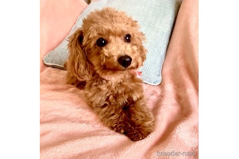 成約済の静岡県のタイニープードル-271002の4枚目