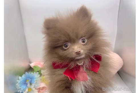 成約済の東京都のポメラニアン-288979の14枚目